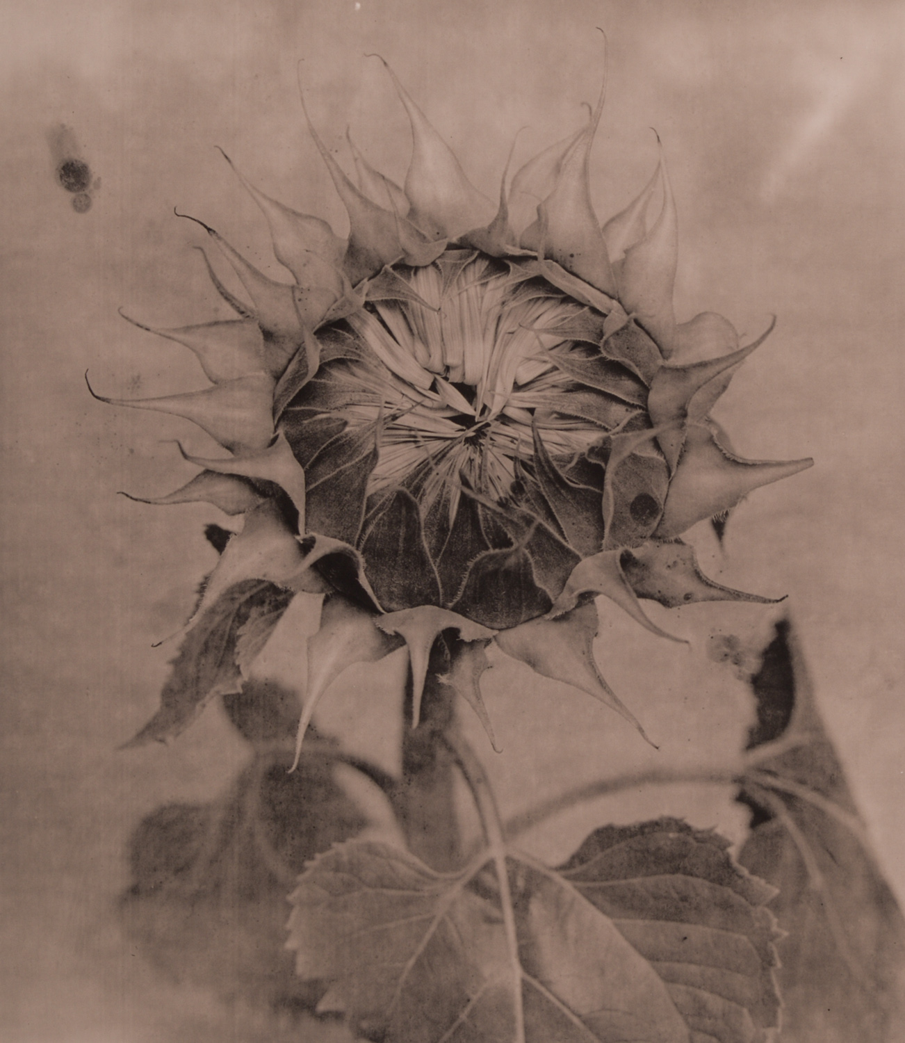 z cyklu bez tytułu, nr neg. 1093/7